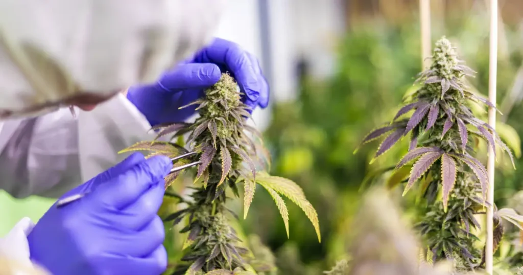 Cultivo de cannabis sendo monitorado para controle de qualidade.
